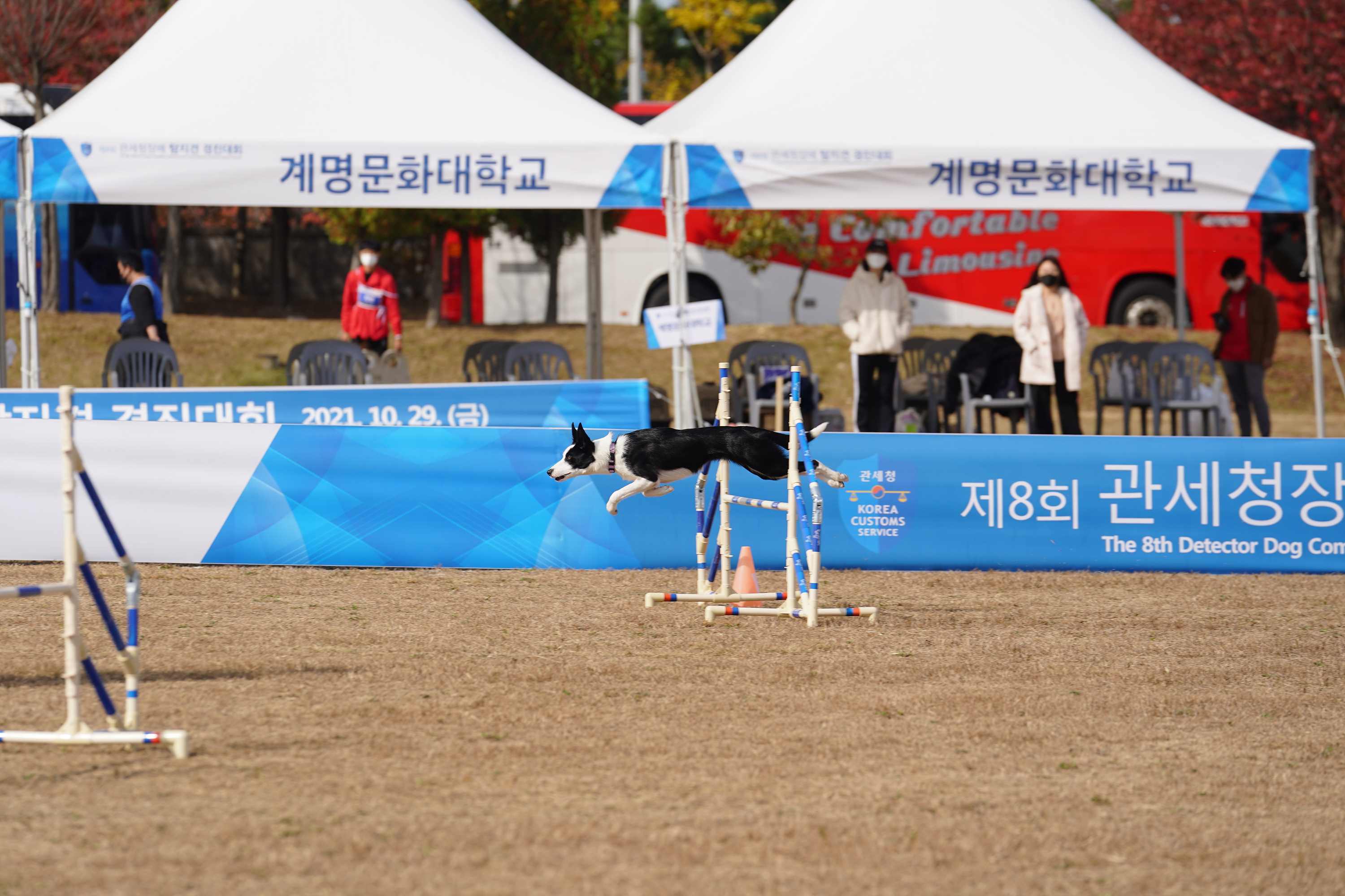 제8회 관세청장배 탐지견 경진대회